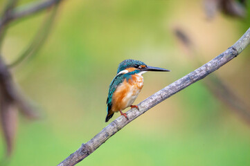 A Common Kingfisher (alcedo atthis) perched on a branch waiting for the moment to catch a fish.