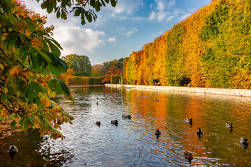 Beautiful pond with ducks in the public park in Gdansk Oliwa at autumn. Poland - obrazy, fototapety, plakaty