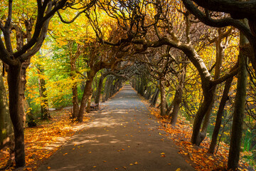 Fototapeta na wymiar Autumn alley with yellow leaves in the public park in Gdansk Oliwa, Poland