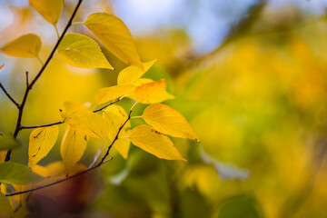 Beautiful leaves in autumn sunny day abstract blurry background. Close-up seasonal nature foliage. Artistic evening outdoor fall concept. Sun rays soft sunlight, golden yellow tree.