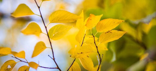 Beautiful leaves in autumn sunny day abstract blurry background. Close-up seasonal nature foliage. Artistic evening outdoor fall concept. Sun rays soft sunlight, golden yellow tree.