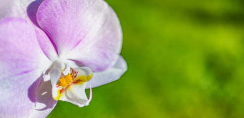 Fototapeta na wymiar Beautiful purple orchid phalaenopsis. Nature concept for design. Place for your text. Selective focus blurred green foliage. Sunny bright vivid blooming exotic floral background panorama