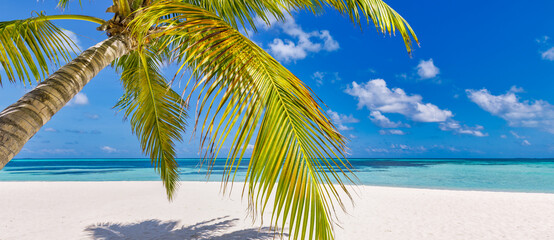 Tropical beach shore panorama as summer relax landscape and palm tree leaves over white sand blue...