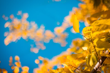 Fototapeta na wymiar Autumn yellow leaves on blue sky background. idyllic nature closeup, natural sunlight. Golden autumn concept. Sunny day, warm weather. Bright seasonal flora, ecology background