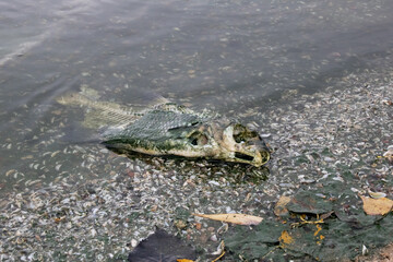Dead fish and seashells by the sea