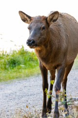 young female elk walking towards camera