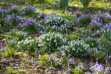 Fototapeta premium snowdrop and crocus flowers
