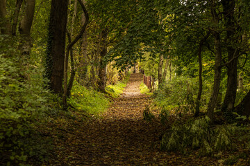 Autumnal Chaines Wood, Carnfunnock Country Park, Larne, Mid and East Antrim, County Antrim, Northern Ireland