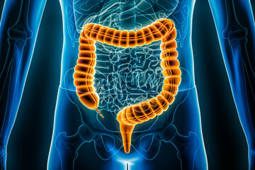 Large intestine or colon or bowels 3D rendering illustration close-up. Irritable bowel syndrome, anatomy, medical, biology, science, healthcare, pathology, inflammatory disease concepts.