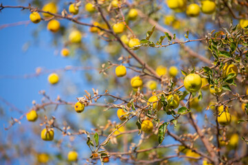 Harvest of apples on a plantation in the garden. Fruit trees with apples. Ripe fruits on the branches of a tree. Gardening in agriculture.