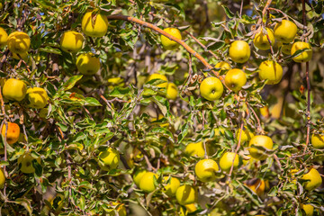 Harvest of apples on a plantation in the garden. Fruit trees with apples. Ripe fruits on the branches of a tree. Gardening in agriculture.