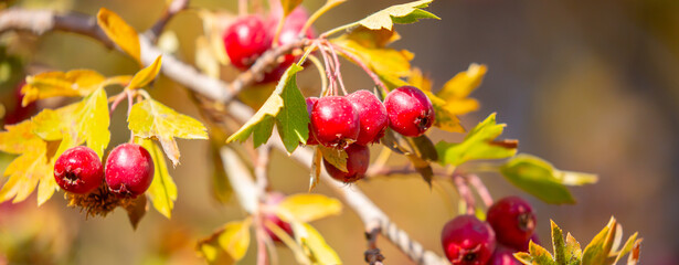 Red fruits of hawthorn on a tree, close-up. Crataegus berries, commonly called forest hawthorn.