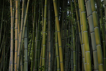 Beautiful bamboo forest with fresh  plants