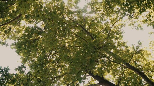 Bottom up view of lush green foliage of trees with afternoon sun. Walking through the forest with large green trees. Summer background. slow motion