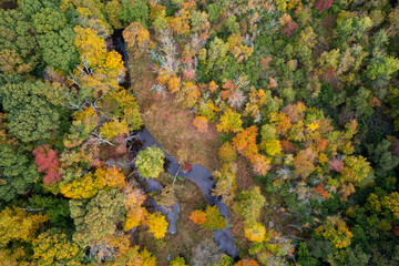 Aerial Drone view looking down into an autumn forest and a small creek showing the fall colors