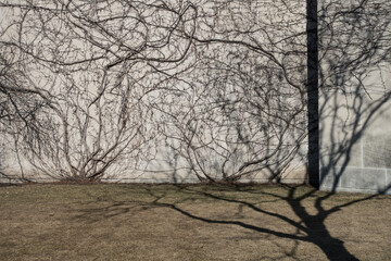 Tree shadows - 538652251