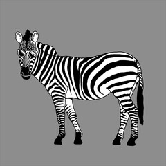 Zebra with sunglasses vector illustration design