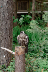 Wild eagle sitting attached on the cut tree in the park
