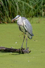 Grey heron, Ardea cinerea, hunting and caught a fish in duckweed covered pond