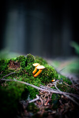 mushrooms in forest
