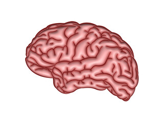 3d illustration brain human medicine