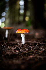mushroom in the forest