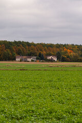 A house and habitat on the edge of a farmland and a forest on a clear autumn day. Autumn.