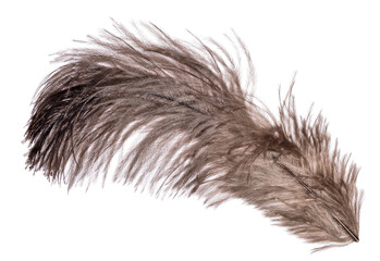 brown fluffy ostrich feather isolated on white