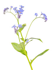 blue small blooms and buds forget-me-not flower on long stem