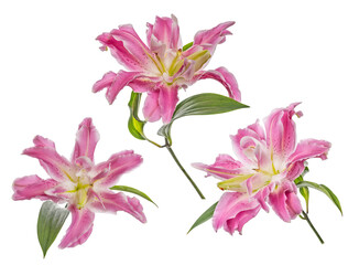 polypetalous lily pink three flowers isolated on white