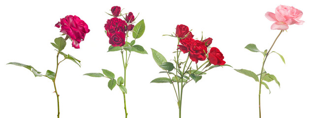 four fine red roses on stem isolated group