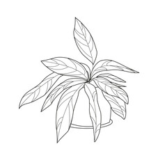 Stromante Triostar in a pot, sketch, simple drawing , doodles of a flower