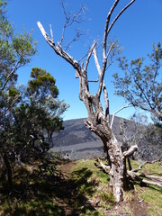 Albero spoglio e secco al vulcano della Fournaise all'isola della Réunion.