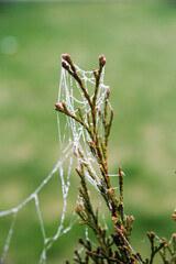 Spinnweben mit Tau in einer Tuja Pflanze - obrazy, fototapety, plakaty
