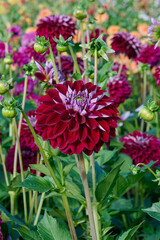 Beautiful red dahlia Embassy