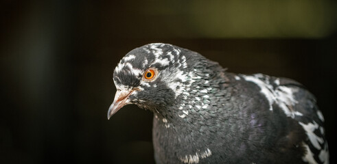 Close up shot of pigeon on the black background. Bokeh background.
