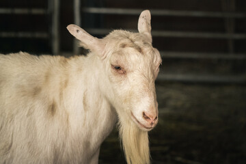 White goat in a paddock at the farm