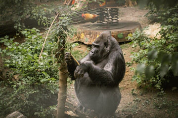 Huge male Gorilla peeling a stick at the zoo. Big monkey among the green trees searching for some food