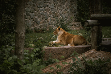 Fototapeta na wymiar Big lioness having a rest among the green trees in a zoo. Big wild cat in captivity
