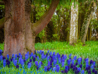 Blue hyacinth muscari flower in bloom in spring. Flower bed on the farm. Marvelous hyacinth flowers in the garden. Beautiful outdoor scenery.