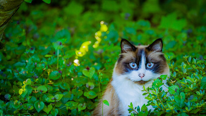 Little brown cat sits on the background of green grass.