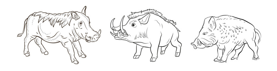 Animals. Black and white image of a large wild boar,
 coloring book for children.
Vector drawing, background, design.