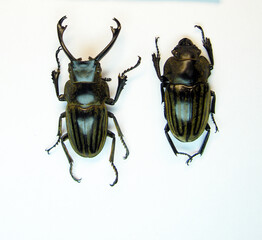 Stag beetle Odontolabis cephalotes  isolated on white close up. Lucanidae. Collection beetles....