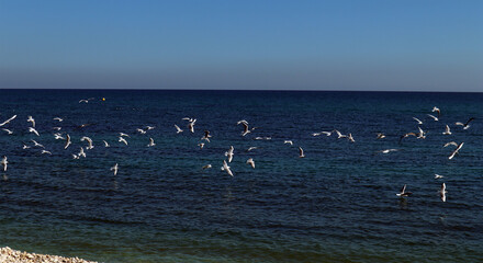 Seagulls on the Mediterranean coast, pebble beach, blue sea, clear water, beautiful seascape, Altea, Spain