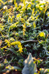 Frost on grass, dawn light