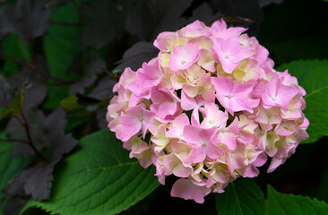 tender pinkHydrangea background. Hortensia flowers surface. Rose hydrangea. High quality photo....