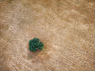 Aerial view of a lonely tree among cereal fields.
