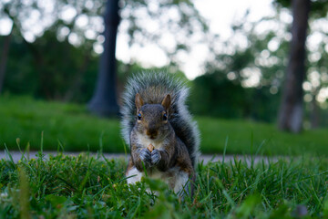 Golden-mantled ground squirrel, spermophilus lateralis, Montreal, Canada
