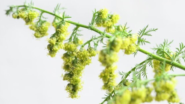 sweet annie, chinese medicinal herb with flowers and seeds