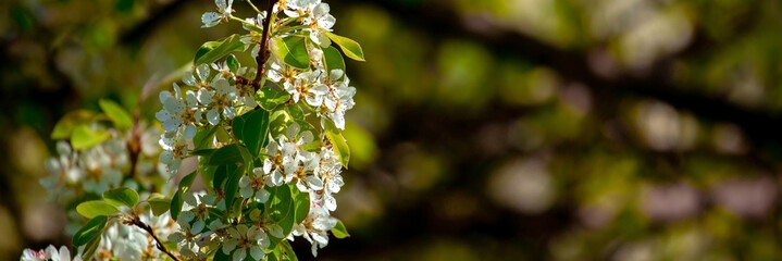 White flowers bloom in the trees. Spring landscape with blooming sakura tree. Beautiful blooming garden on a sunny day. Copy space for text.
